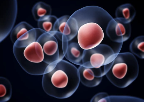 Cells with prominent nuclei, illustrating regenerative therapy components for joint and spine pain relief.